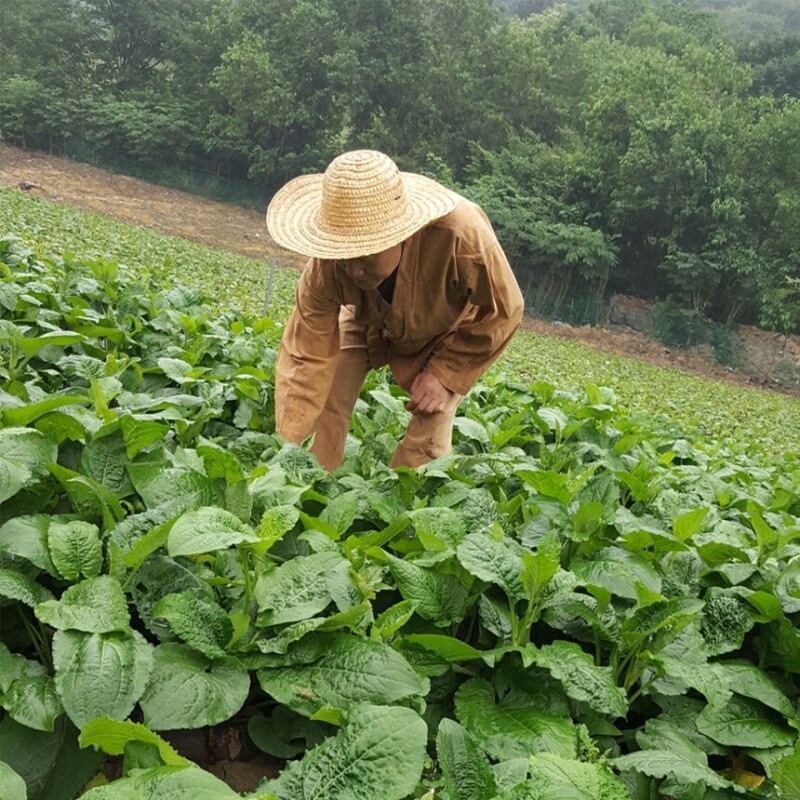 [정선]해비즌 동결건조 건나물 곤드레톡 영양곤드레톡 단품(10인분) - 강원곳간.com