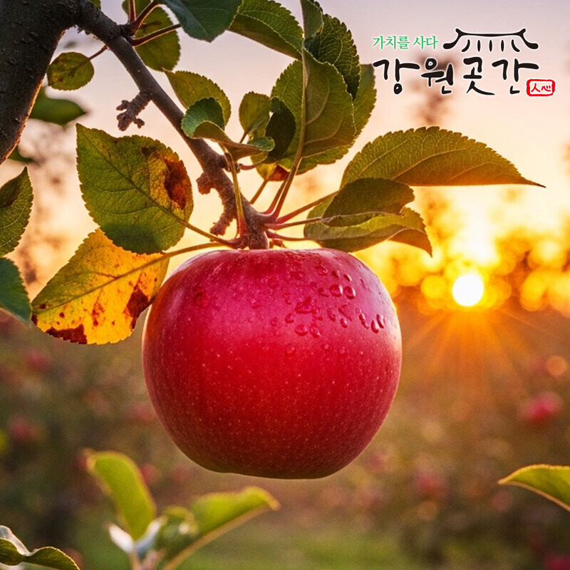 정선 백석폭포 맛성비 햇 사과(홍로,아리수,후브락스 부사) - 강원곳간.com